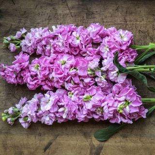 A trio of blooming Haru No Kagayaki Stock stems on wood.
