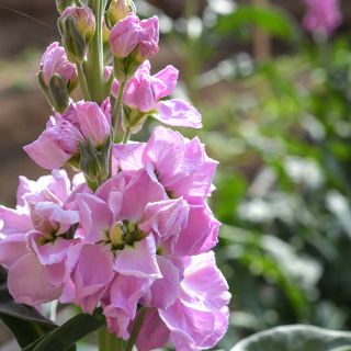 Detailed close-up of Haru No Kagayaki Stock blooms.