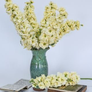Ki No Mai Stock stems in blue/green vase.
