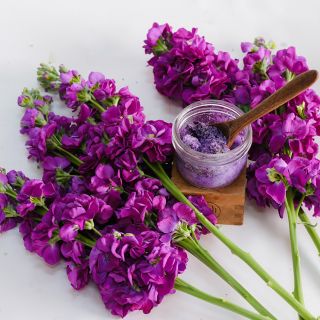 Murasaki No Uta Stocks on stems on white background with dyed sugar.