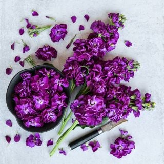 Murasaki No Uta Stock stems with bowl full of blooms with salad dressing.