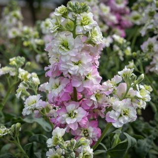 Spray Antique Pink Stocks growing in the greenhouse at Baker Creek in Mansfield.