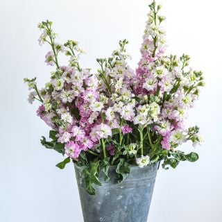 Spray Antique Pink Stock arranged in floral bucket against a white background.