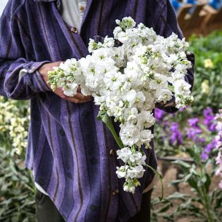 Jere Gettle holding an armload of freshly picked fragrant White Surf Stocks in the Baker Creek walipini.