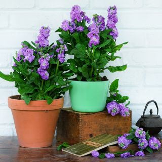 A couple of potted Baby Blue Stock plants with flowers and Japanese tea pot against a white brick wall.