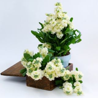 A Baby High Double Cream Stock plant in a small pot with blooms on white.