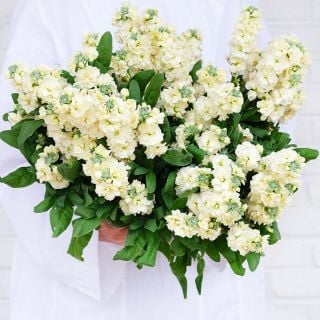 A lady in white tunic hoding a a giant bouquet of Baby High Double Cream Stocks on white.