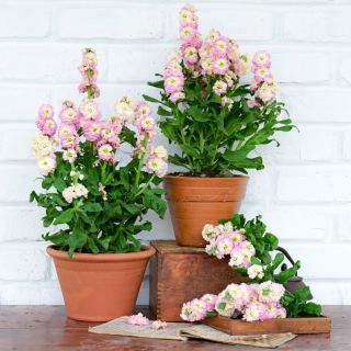 A pair of Baby Rainbow Stock plants in pots on Japanese wooden boxes against a white brick background.