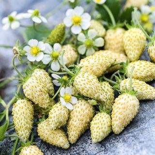 A cluster of White Soul Alpine Strawberries with blooms on a metal background.