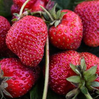 A close-up micro view of Temptation Strawberry fruit.