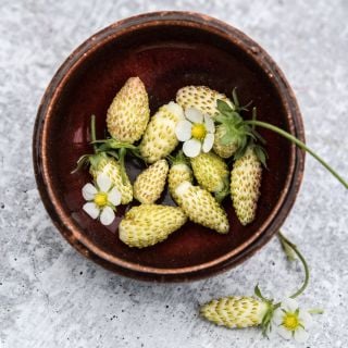 Yellow Wonder Wild Strawberries with blooms in an amber ceramic bowl on a light background.