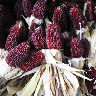 Strawberry Popcorn cobs with dried husks.