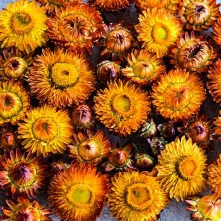 Overhead view of King Size Orange Strawflower blooms.