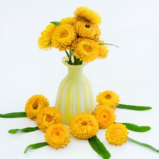An arrangement of King Size Golden Strawflowers  in a yellow and white vase on white background.