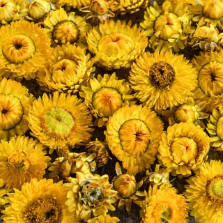 Close-up view of King Size Golden Strawflowers.