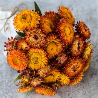A wrapped bouquet of King Size Orange Strawflower on a grey background.
