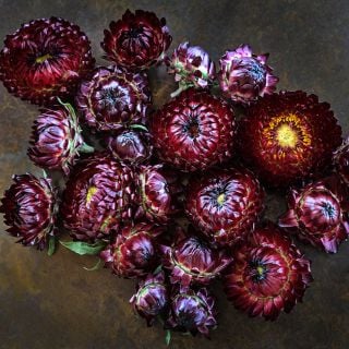 King Size Red Strawflowers arranged on copper background.