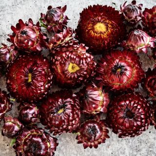 King Size Red Strawflowers on light grey background.