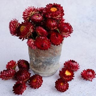 King Size Red Strawflower in an arrangement on light background.