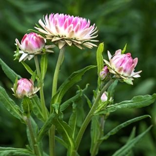 A profile angle of King Size Silvery Rose Strawflowers growing in the trial gardens at Baker Creek.