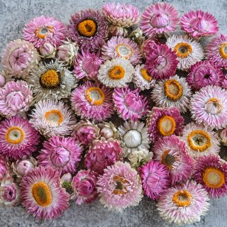 An assortment of pink , silver and white King Size Silvery Rose Strawflowers.