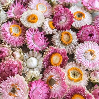 A close-up macro view of an assortment of King Size Silvery Rose Strawflowers.