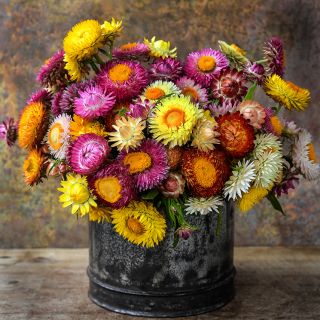 A floral arrangement of Tall Double Mix Strawflowers in a metal container on wood with a copper background.