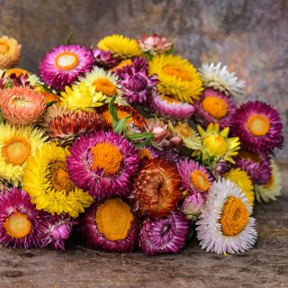 A close-up of Tall Double Mix Strawflowers on wood and copper background.