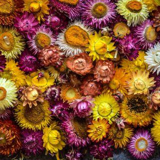 Overhead view of an assortment of Tall Double Mix Strawflowers bathed in ambient light.