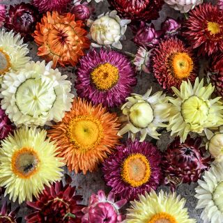 A close-up macro view of the differt colored assortment of Tall Double Mix Strawflowers .