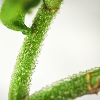 Succulent Iceplant