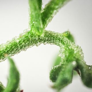 Succulent Iceplant showing amazing detail of stem.