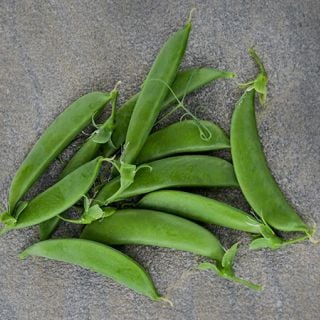 Sugar Snap Pea