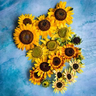 An overhead view showing four different varieties in the Music Box Sunflower Mix on a bright blue background.