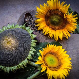 Three giant Arikara Sunflower blooms at different growth stages against a brown background.