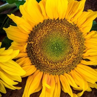 Closeup of a single giant Arikara Sunflower bloom against a brown background.
