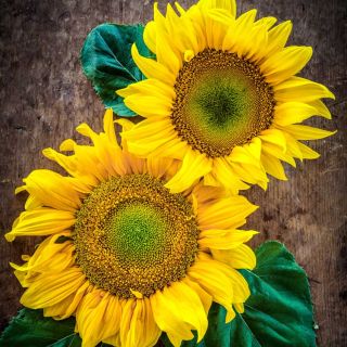 Two giant Arikara Sunflower blooms against a brown wooden background.