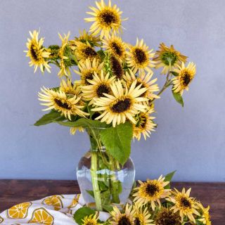 Astra Rose Cream Sunflowers in a glass vase on a wooden table.