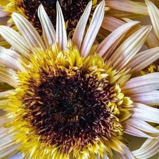 Close-up detail of an Astra Rose Cream Sunflower.