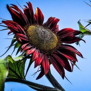 Close-up detail of a single Chocolate Cherry Sunflower bloom.