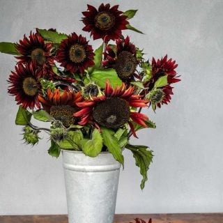 Chocolate Cherry Sunflowers in a metal vase on a white background.