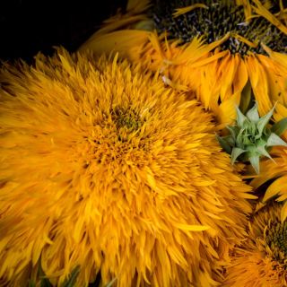 Closeup of a Double Sunking  Sunflowers and seedhead.