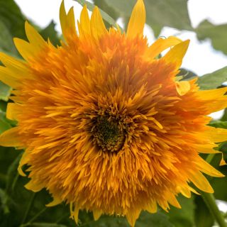 Closeup of a Double Sunking Sunflower.