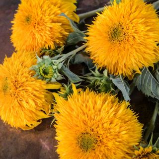 Four Double Sunking Sunflowers on a wooden table.