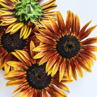 A close-up of a detailed view of Paquito Yellow and Red Sunflower blooms.