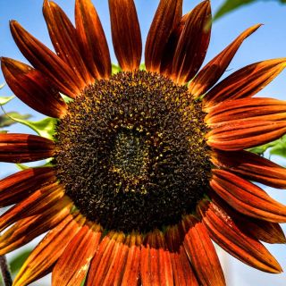 Closeup of an Evening Sun Sunflower against the blue sky.