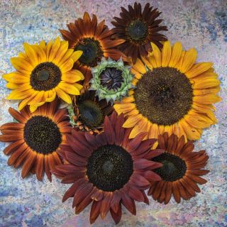 Several Evening Sun Sunflowers at different stages of development on a colorful stone background.