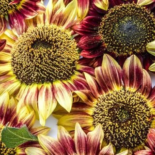 Close-up deatailed view of Floristan Sunflowers.