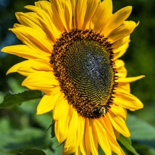Closeup of a Hopi Black Dye Sunflower bloom in the field.