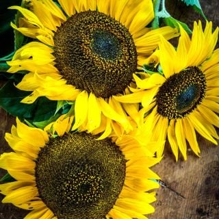 Three Hopi Black Dye Sunflower blooms on a wooden table looking from above.